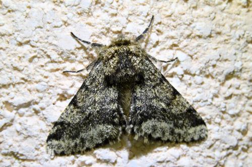 Réf. 336 281 : Lycia hirtaria